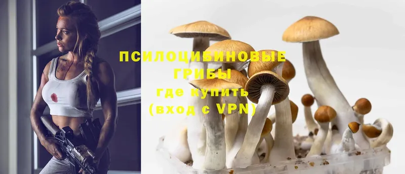 Псилоцибиновые грибы Magic Shrooms  Зеленогорск 